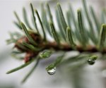 Народные способы подкислить почву и тем самым повысить ее плодородность
