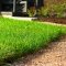 История одного газона: личный опыт разбивки лужайки из мятлика