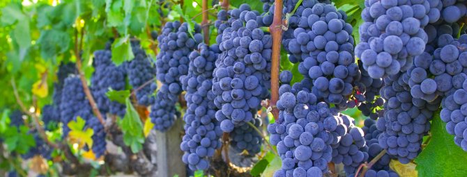 Виноград Изабелла: всё о выращивании сорта, рекомендации по уходу за культурой